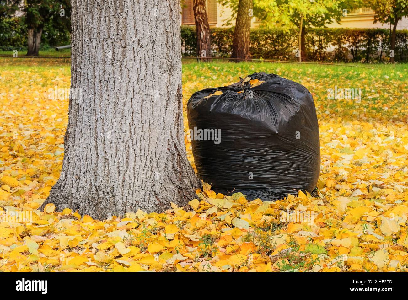Lots of black trash bags with autumn leaves in them around a tree Stock  Photo - Alamy