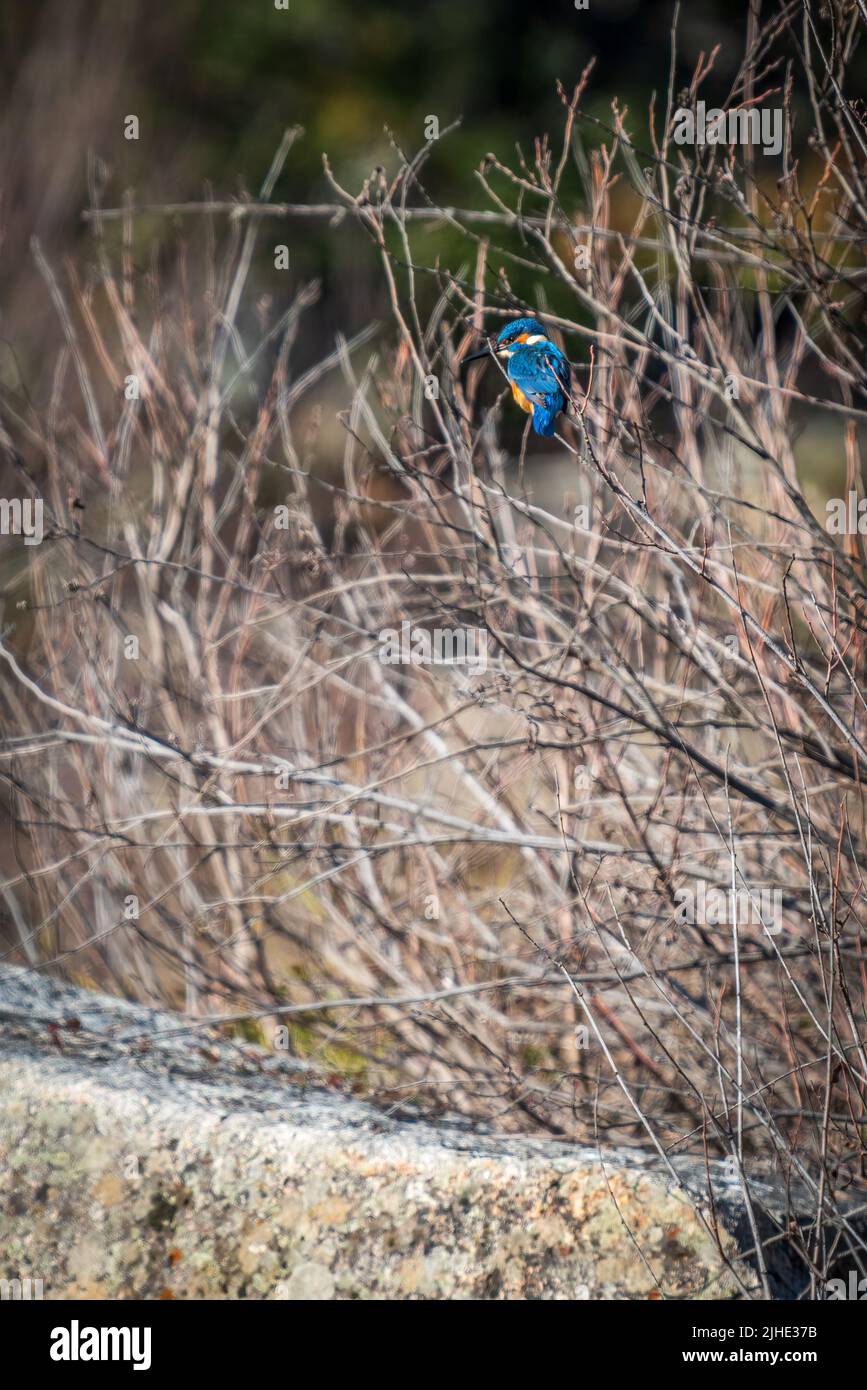 Colorful Kingfisher over the tree branches, rear view Stock Photo