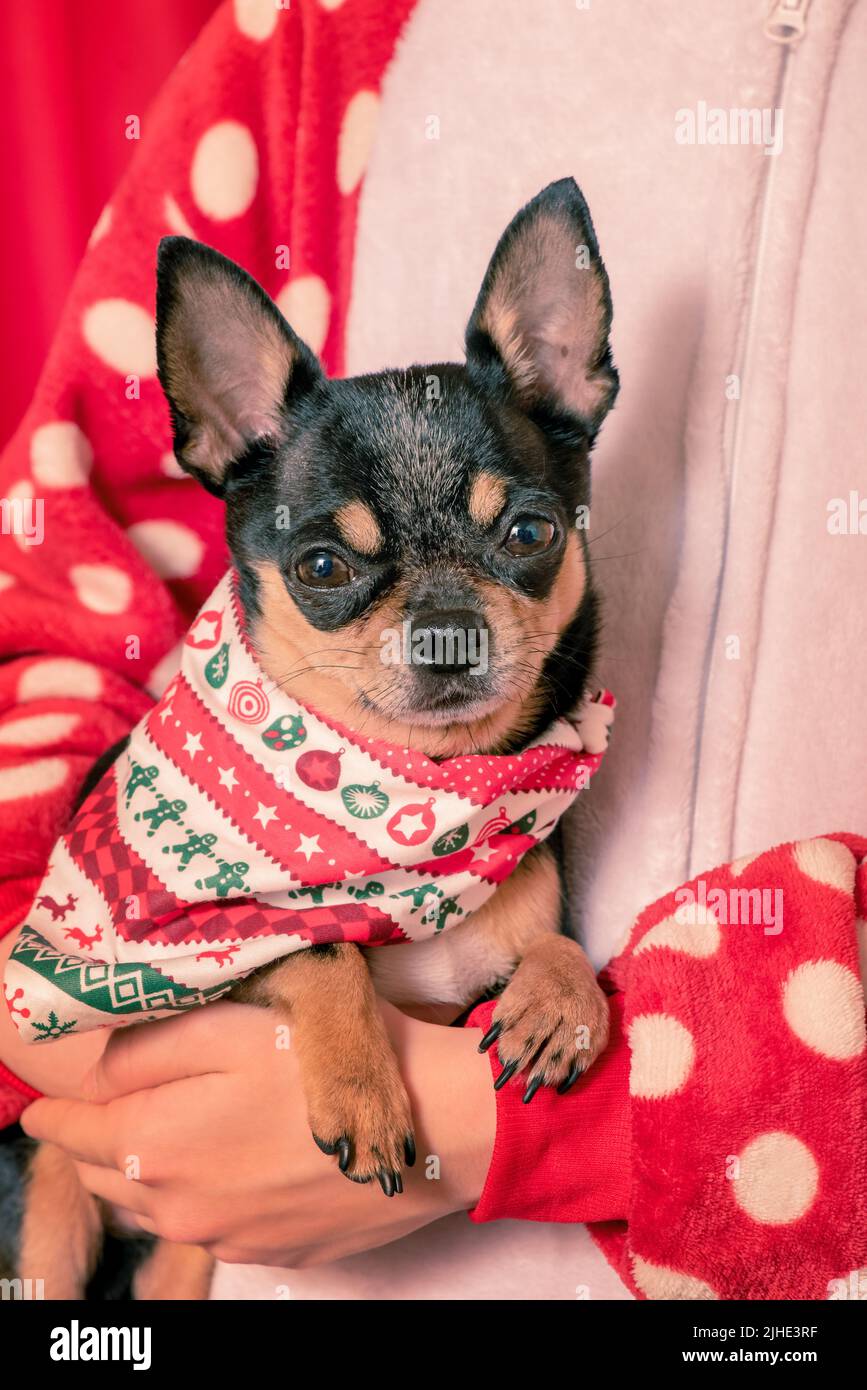 A chihuahua dog is in the hands of a girl. Chihuahua in a Christmas bandana  Stock Photo - Alamy
