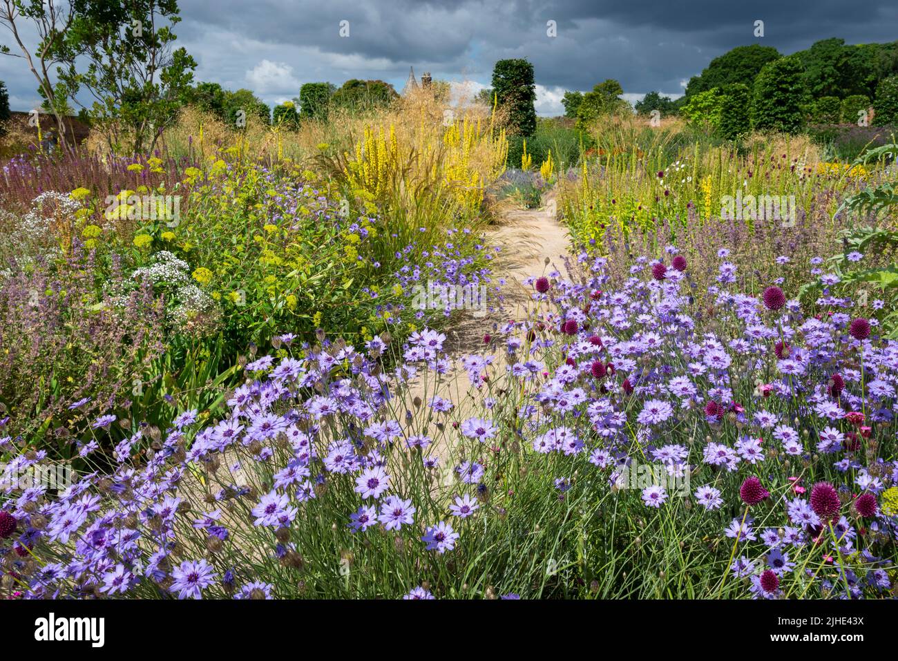 RHS Bridgewater garden, near Manchester, England in mid summer. Blue Catananche flowering in the paradise garden. Stock Photo