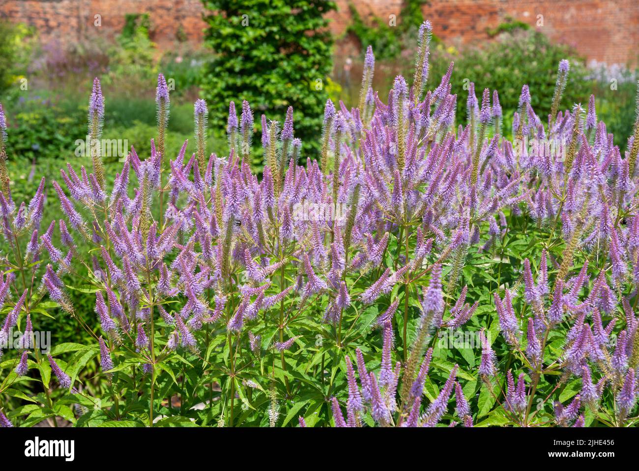 Veronicastrum Virginicum 'Fascination', a tall perennial with blue/purple flower spikes in summer. Stock Photo