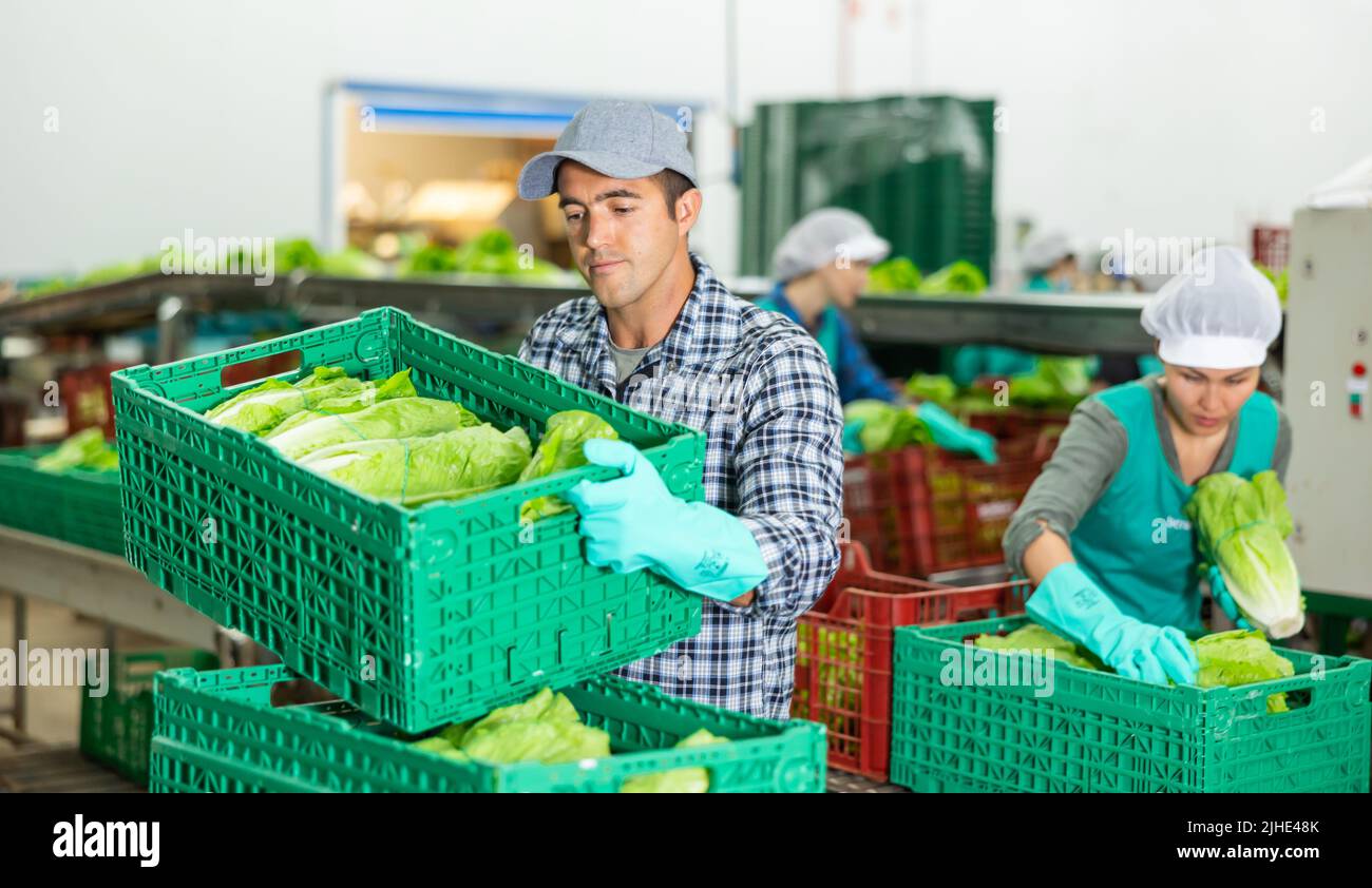 Man working on sorting line at vegetable warehouse, stacking boxes with