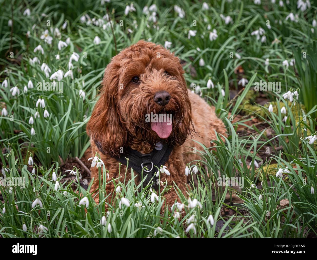 A young cockapoo lying down in the snowdrops near a forest path Stock Photo