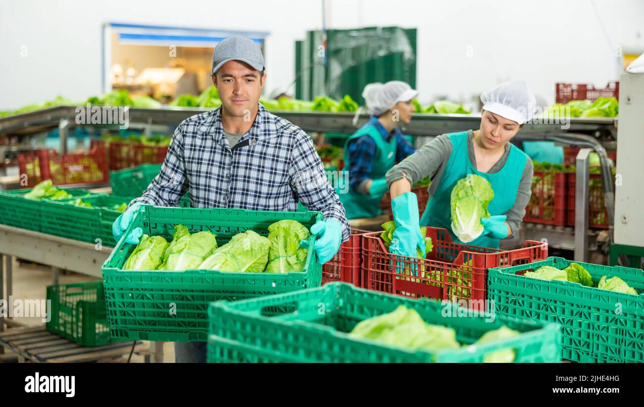 Focused man stacking boxes with lettuce at vegetable sorting factory ...