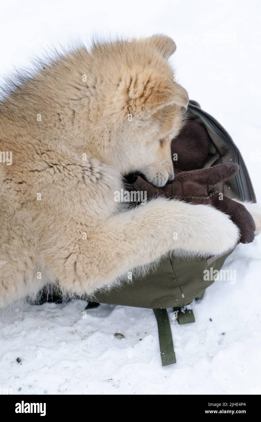 Greenlandic puppy chewing up some gloves Stock Photo