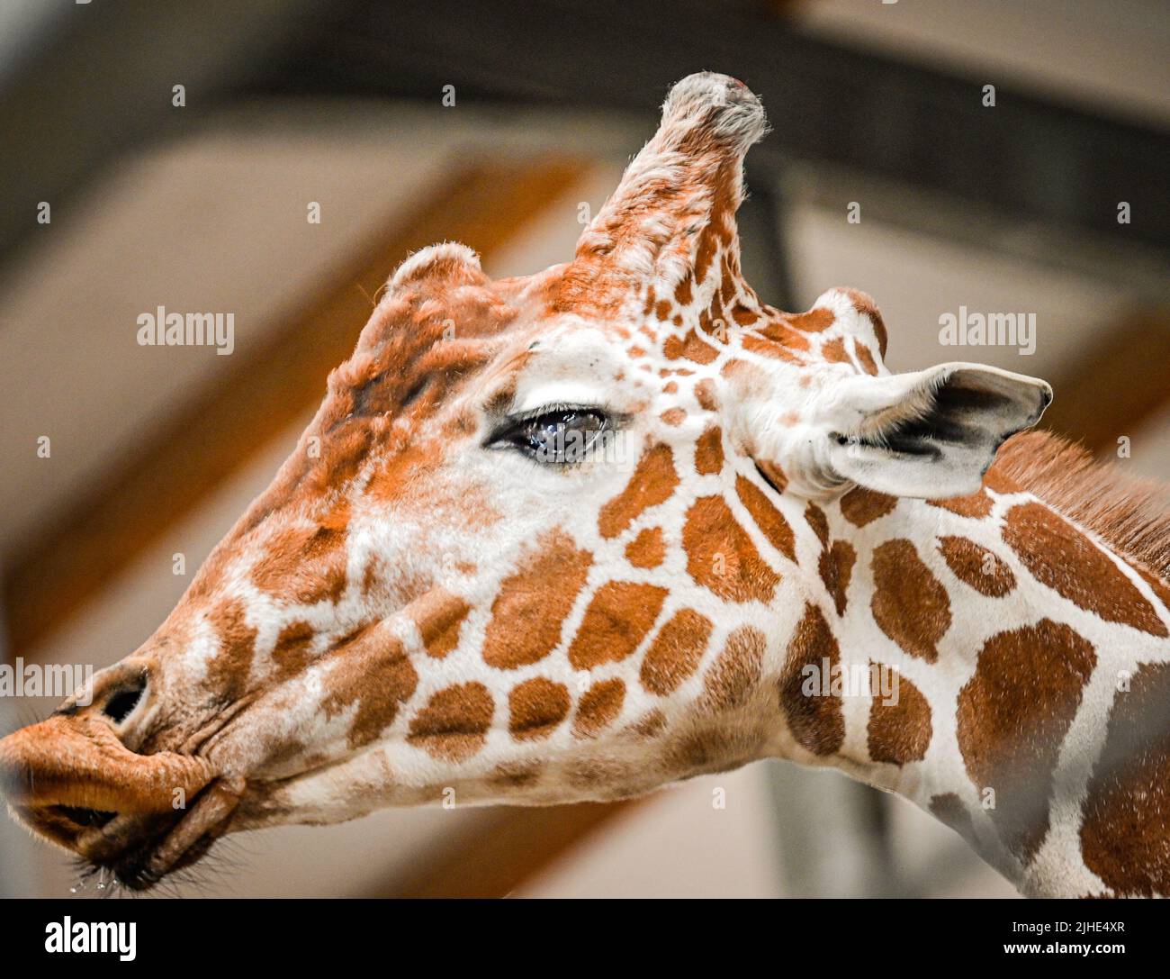 A Rothschild, Reticulated Giraffe head with their ears pinned back and their tongue sticking out Stock Photo