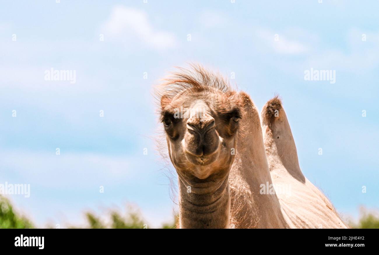 Bactrian Camel, Camelus bactrianus, portrait, critically endangered species Stock Photo