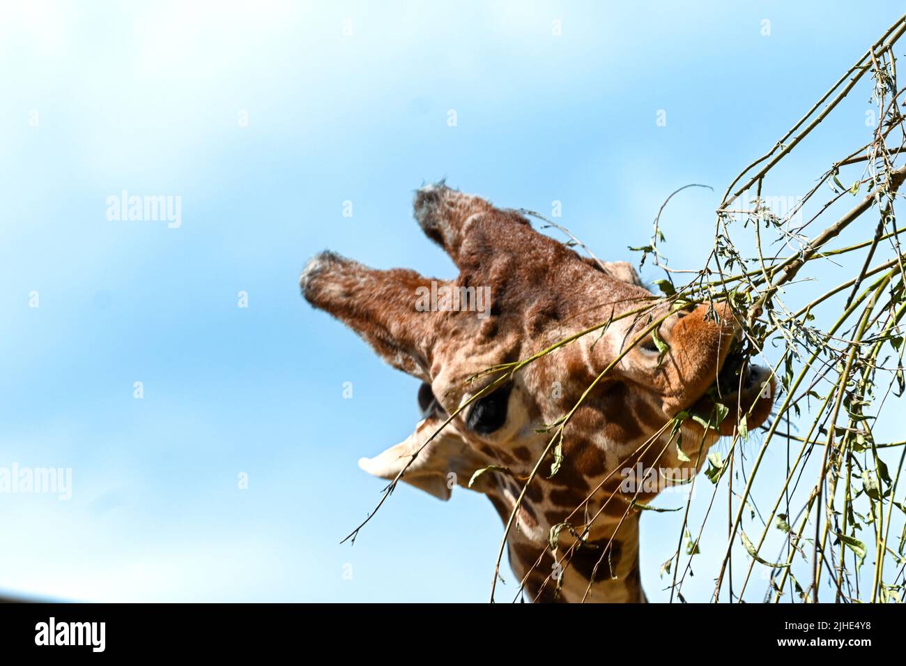 A Rothschild, Reticulated Giraffe head with their ears pinned back munching on a branch Stock Photo