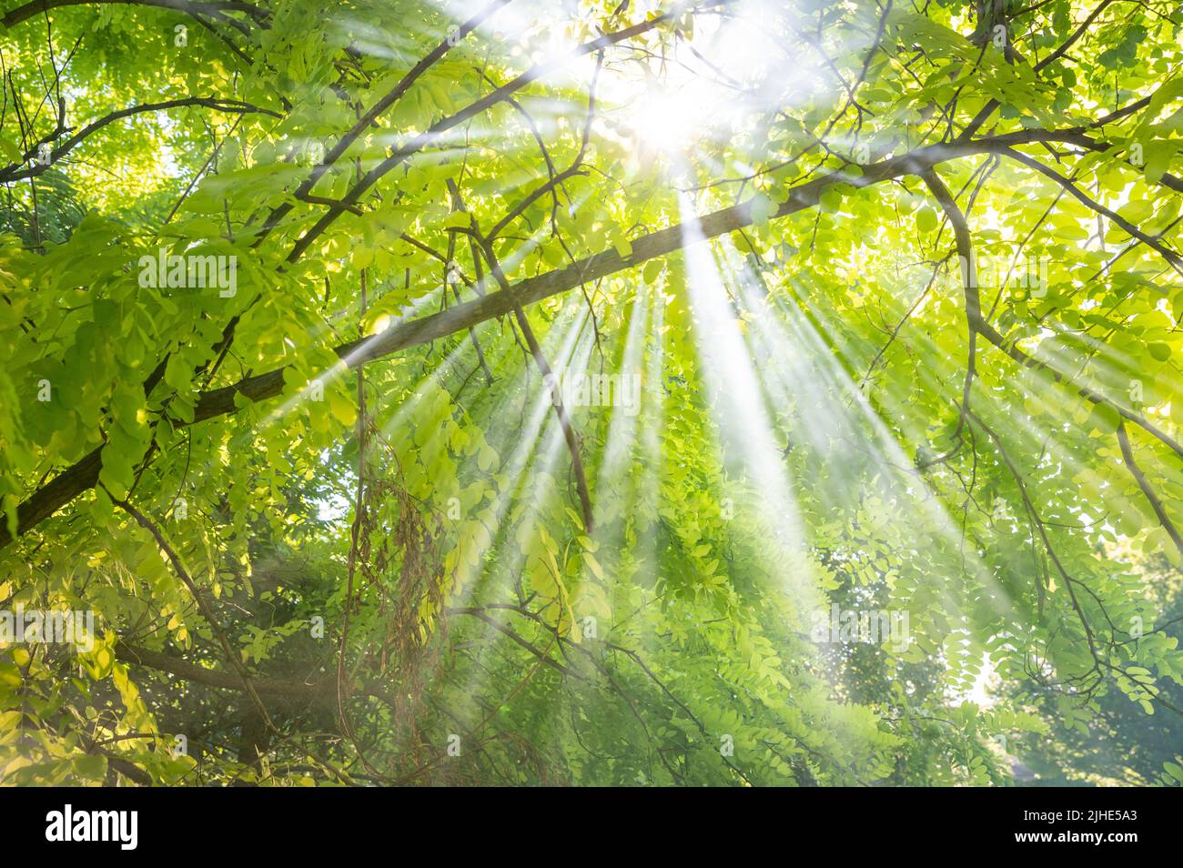 Scenic forest of fresh green deciduous trees framed by leaves, with the sun casting its warm rays through the foliage Stock Photo