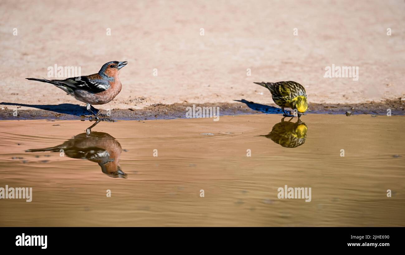 Common or Linaria cannabina, passerine bird of the Fringillidae family Stock Photo Alamy