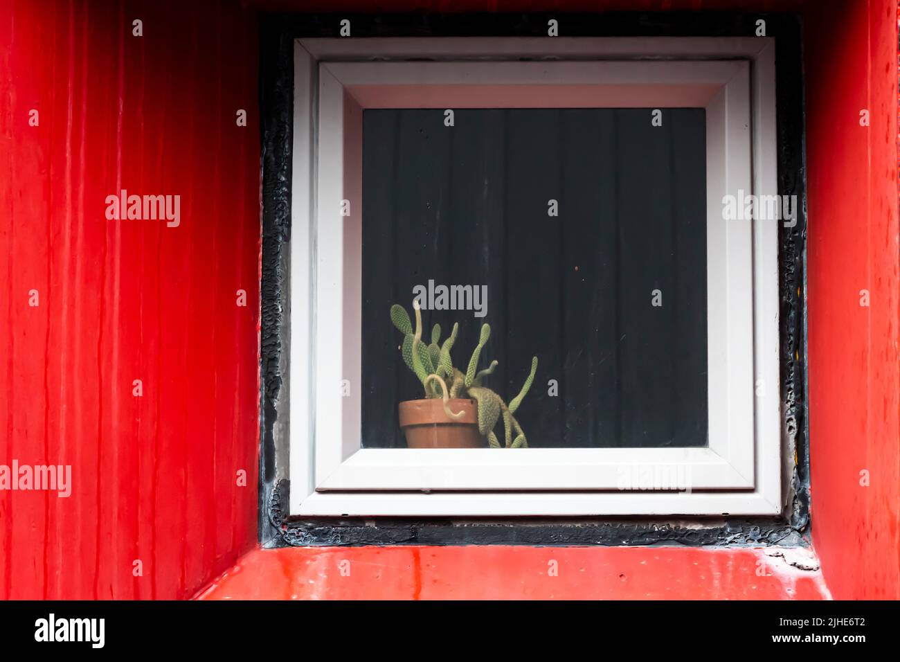 Pot plant in window in red wall, Wellington, North Island, New Zealand Stock Photo