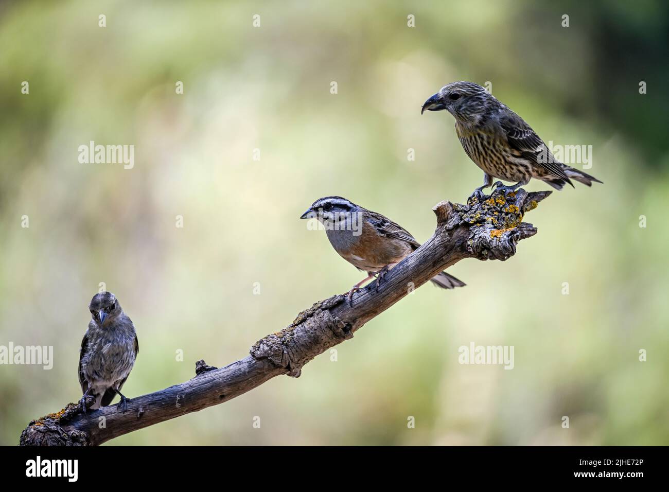 Common or Linaria cannabina, passerine bird of the Fringillidae family Stock Photo Alamy