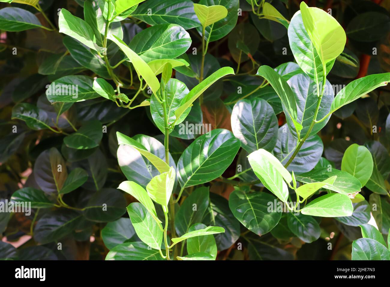 Closeup Image Of Jackfruit Tree Green leaves Stock Photo