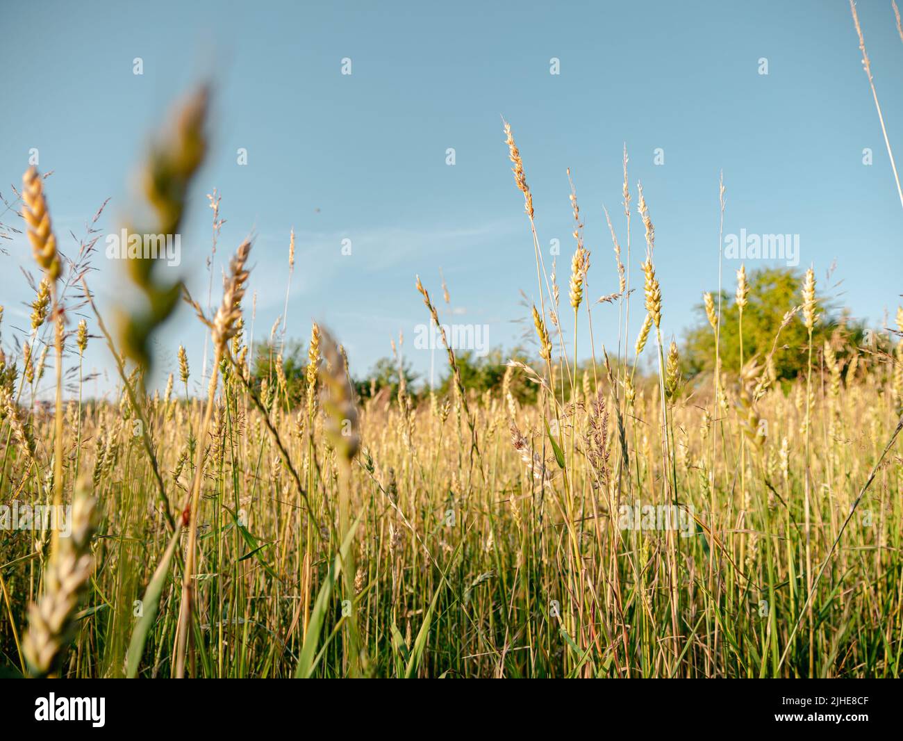 Ukrainian ukraine harvester hi-res stock photography and images - Alamy