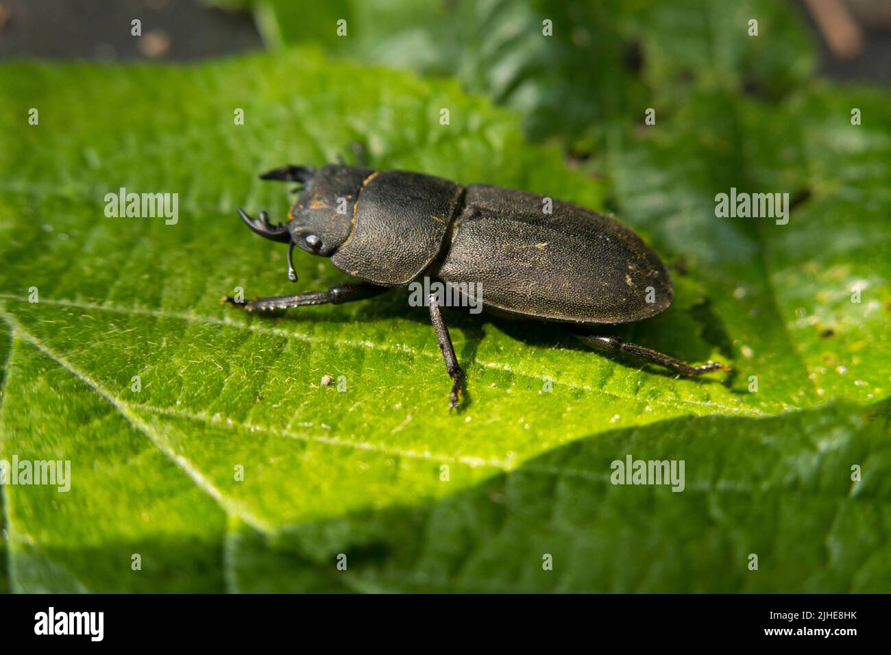 Lesser stag beetle Stock Photo