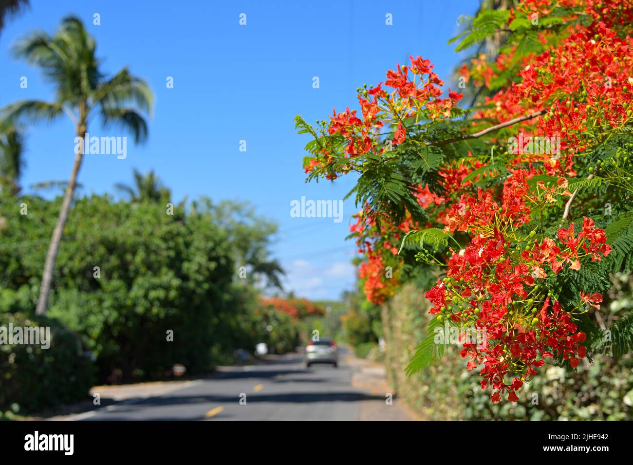 The Puako tide pools (State Park) at the lava beach of Holoholokai
