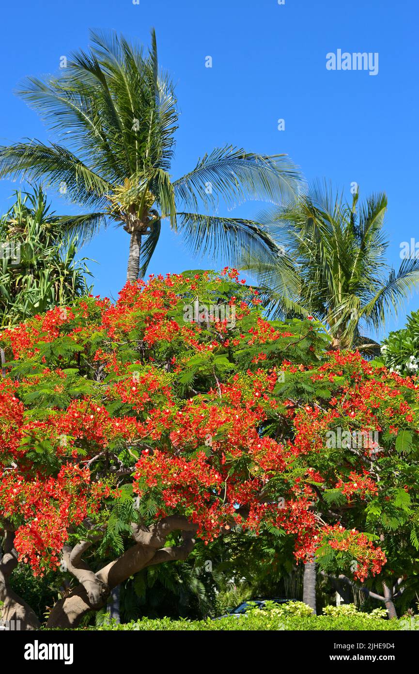 The Puako tide pools (State Park) at the lava beach of Holoholokai