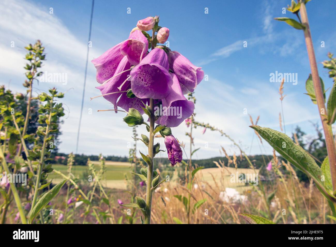 Digitalis purpurea. Common foxglove spike against the sky. Stock Photo