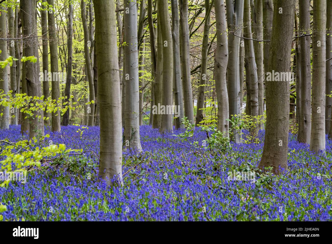 Spring Bluebells at Clumber in Nottinghamshire England UK Stock Photo
