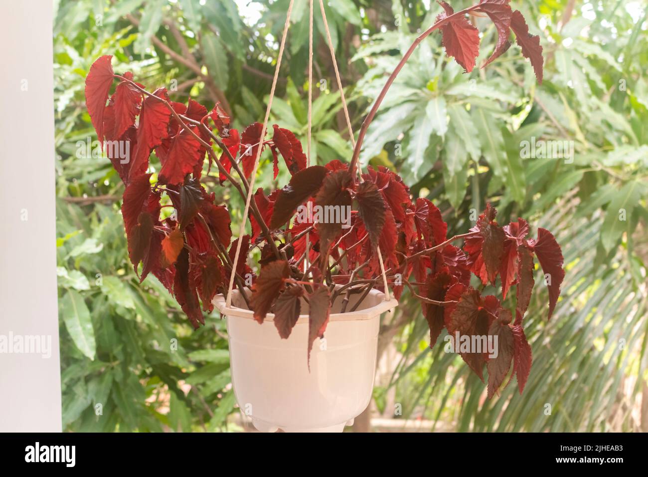 Tropical houseplants. Begonia Black Magic Plant (PaintedLeaf Begonia