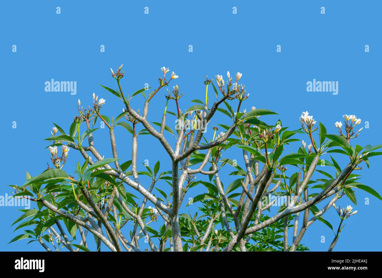 Frangipani is a deciduous shrub or small tree in the Apocynaceae family. Stock Photo