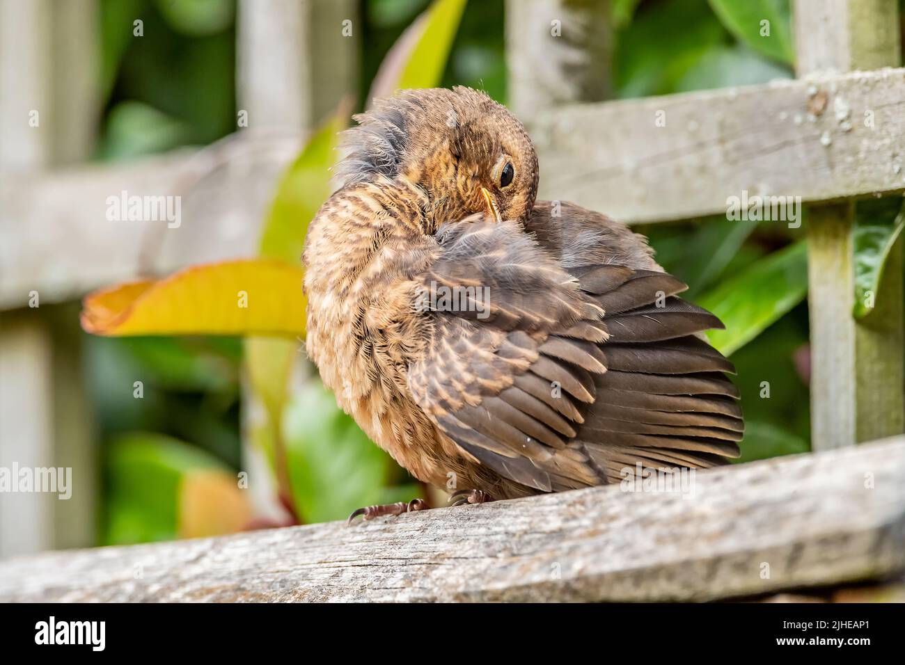 A young Song Thrush. Turdus philomelos (Turdidae) perched  on a garden fence in a back garden in Northampton, England, UK. Stock Photo