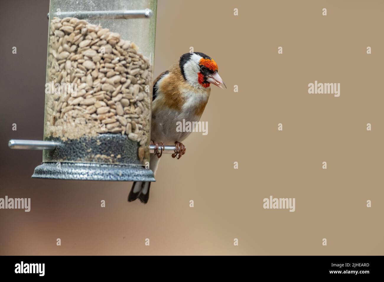 Goldfinch Carduelis caduelis (Fringillidae) on a feeder filled with sunflower harts. in a back garden in Northampton, England, UK. Stock Photo