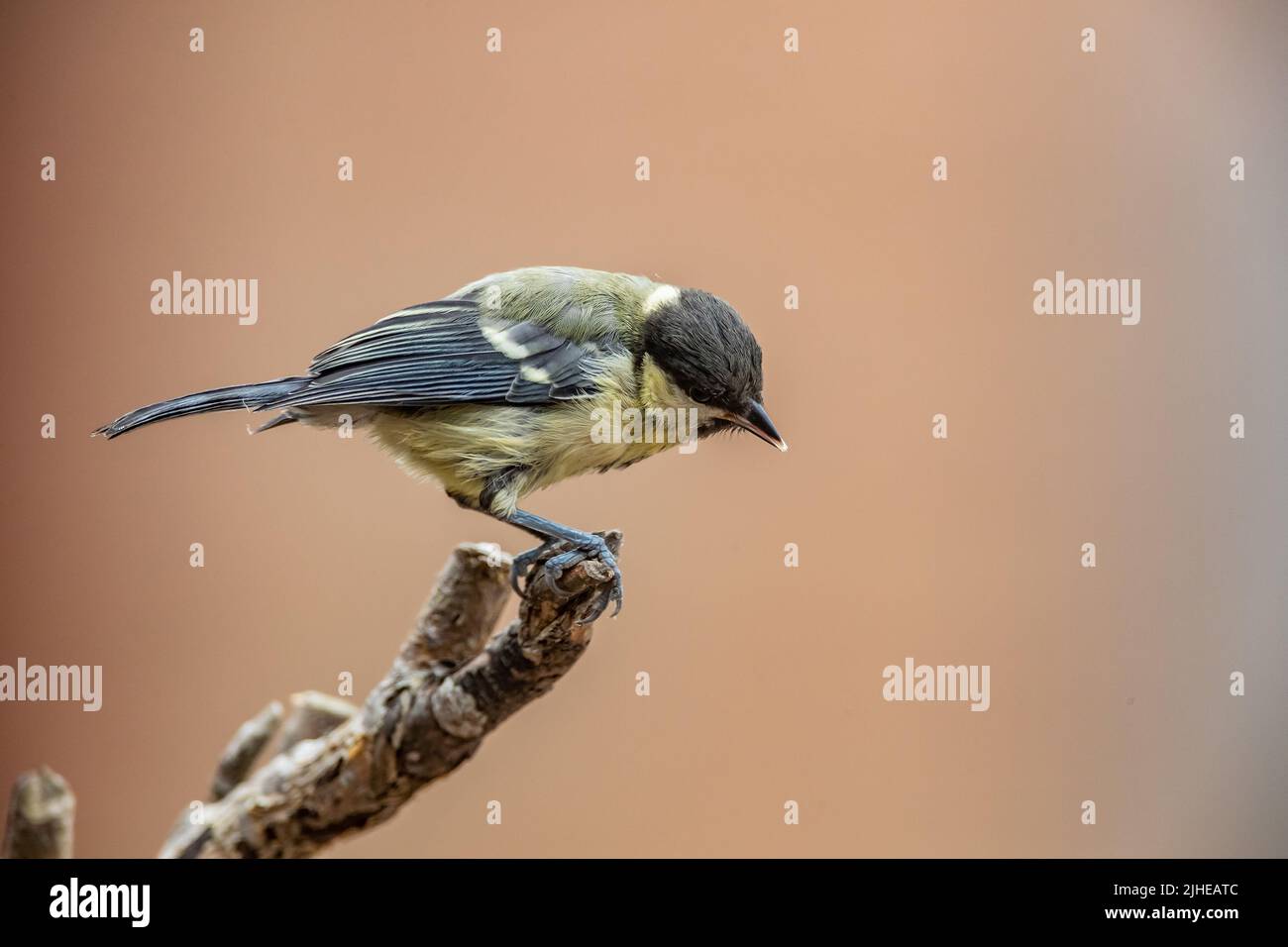 Young Great Tit Parus major (Paridae). perched on a piece of dead wood in a back garden in Northampton, England, UK. Stock Photo