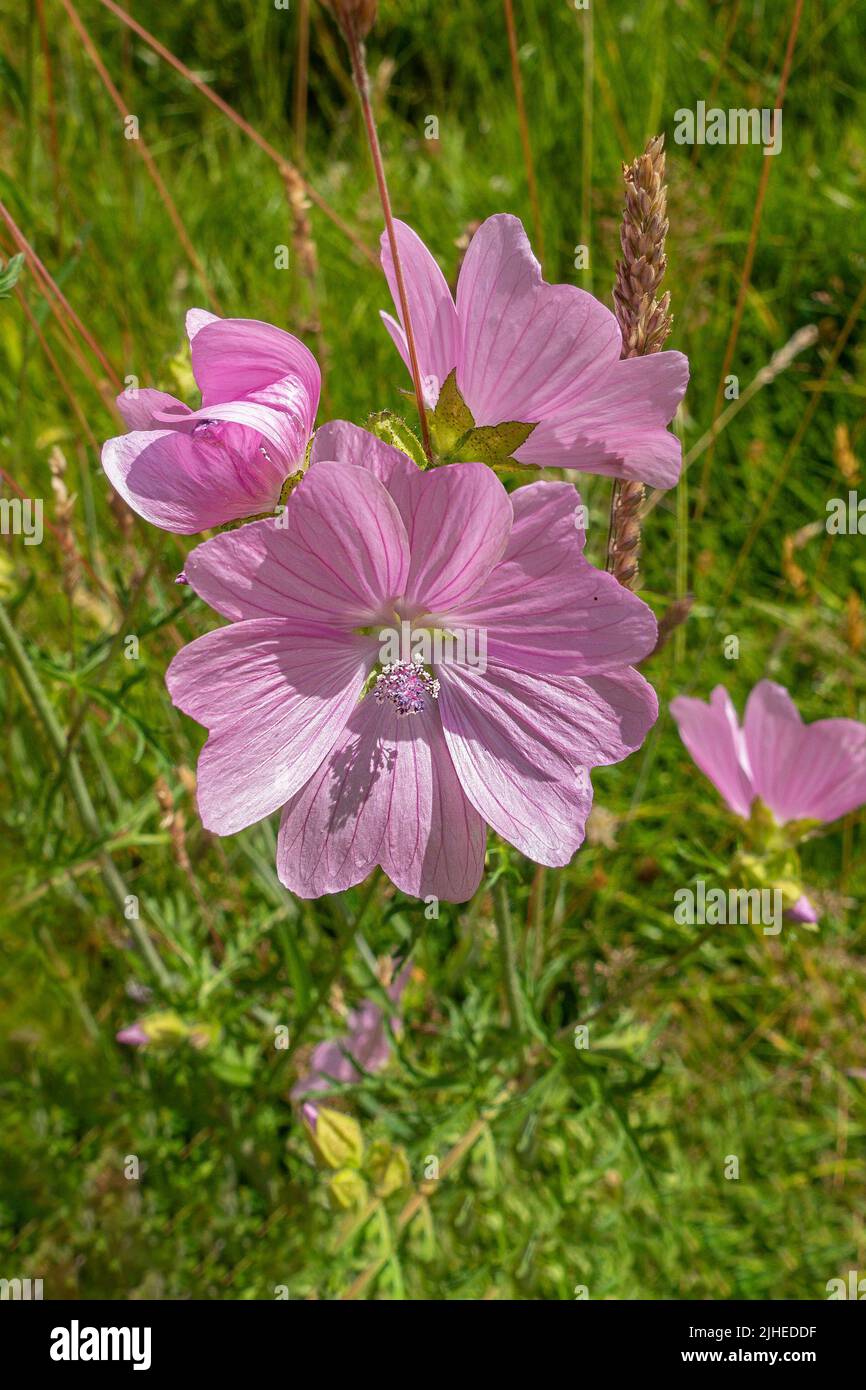 Tree Mallow Pink British Wildflower growing in a wildflower meadow in Kent,England UK Stock Photo