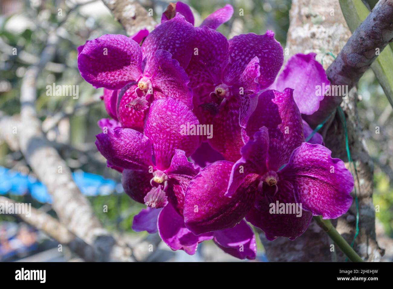 The beauty of Thai orchids Stock Photo - Alamy