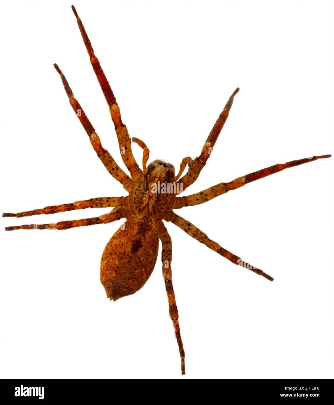 Your Cats Silent Enemy The Deadly Brown Recluse Spider - wjya8fq