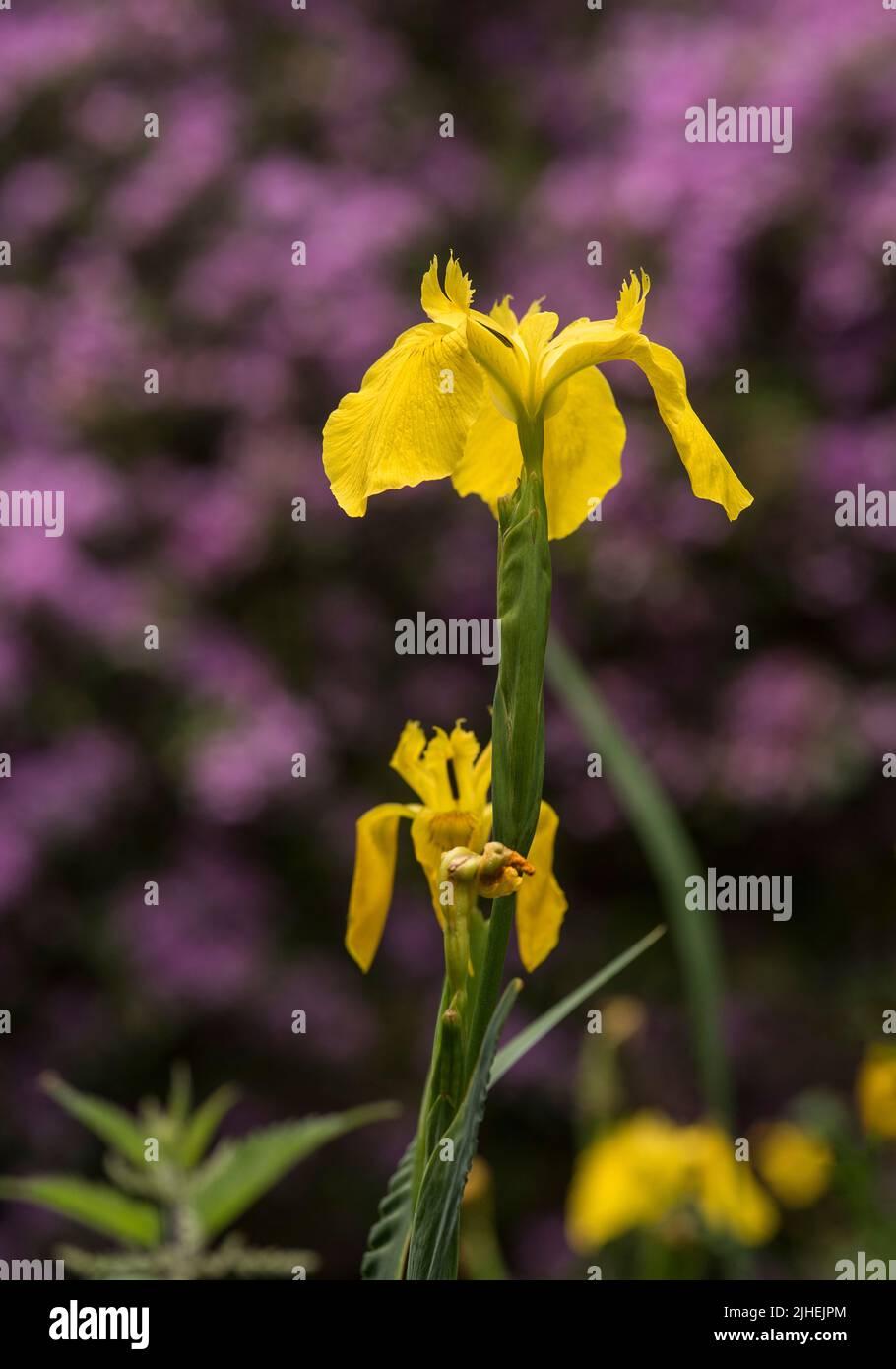Flowers: Close up of bright Yellow Flag Iris - Iris pseudacorus, AKA Water Flag, set against a purple rhododendron in the background. Stock Photo