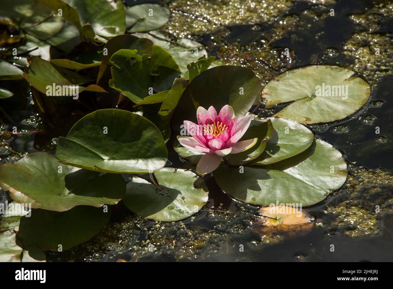 Red Waterlily - Nymphaea Attraction. Lotus flower. Flowers June - September. Stock Photo