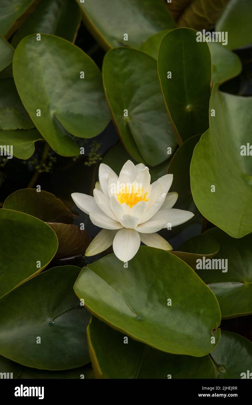 Nymphaea alba, the white waterlily, European white water lily or white nenuphar, in the family Nymphaeaceae. White Lotus flower. Stock Photo