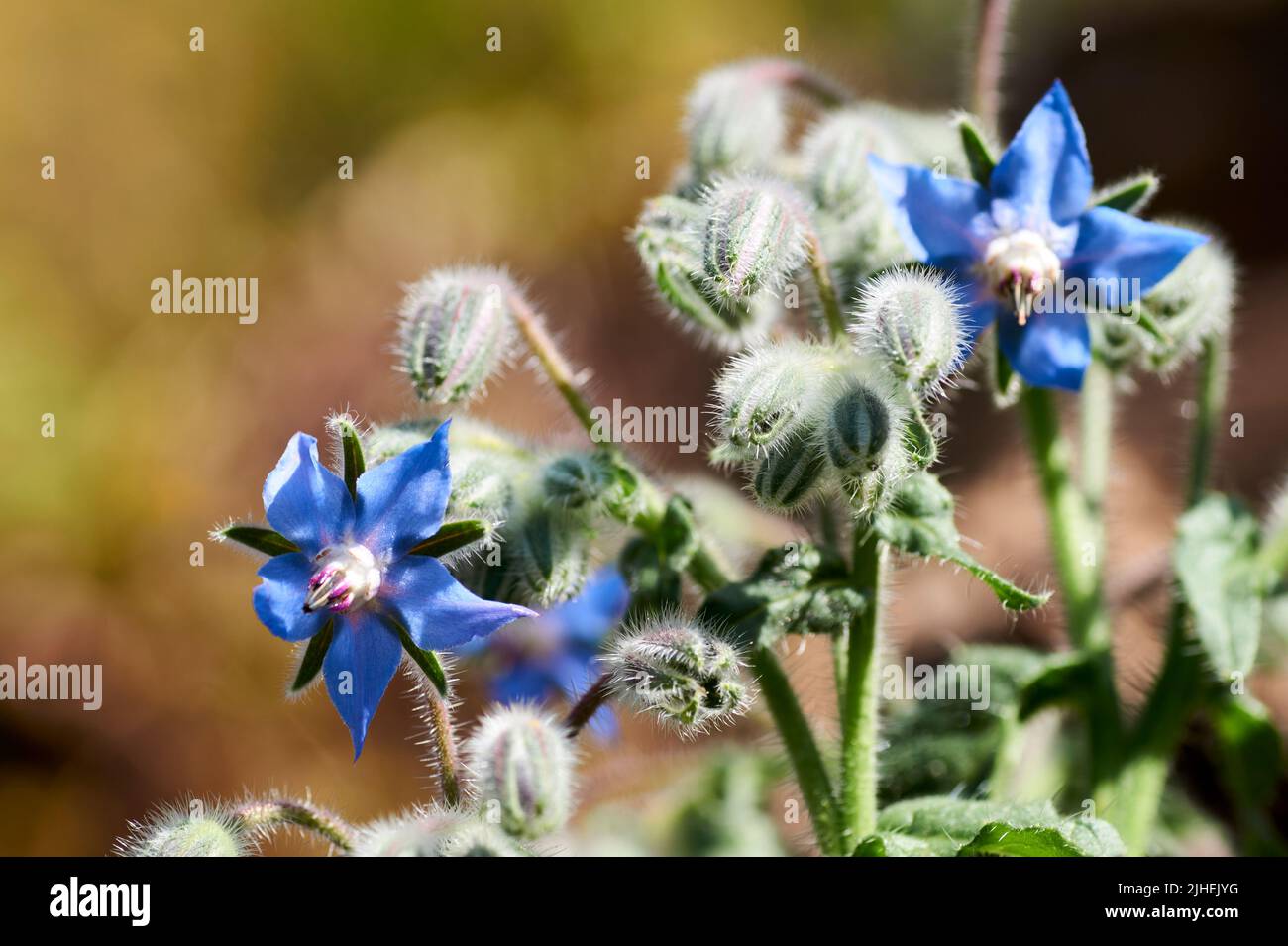 Borage Borago officinalis , also known as a starflower, is an annual herb in the flowering plant
