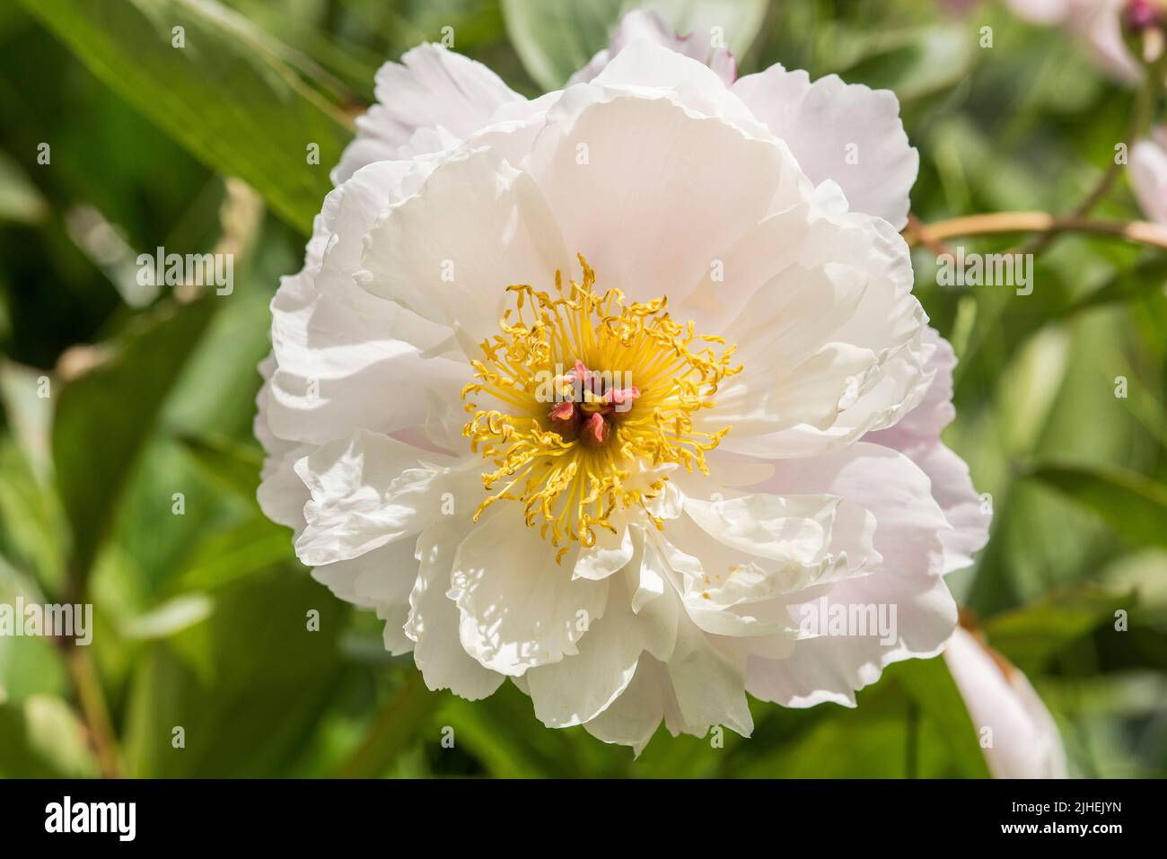 Close up of a white and pale pink Peony with golden yellow stamens. Peony ‘Minnie Shaylor’ Stock Photo