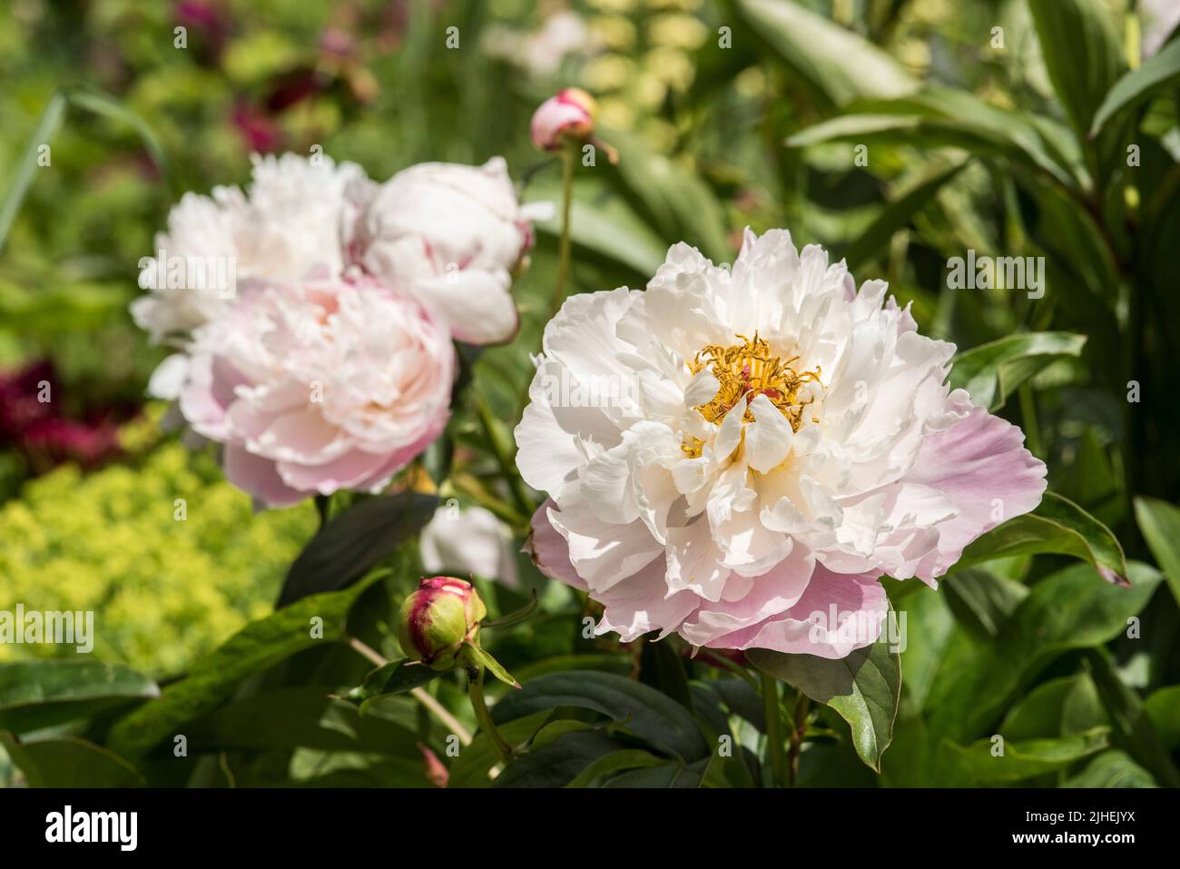 Close up of a white and pale pink Peony with golden yellow stamens. Peony ‘Minnie Shaylor’ Stock Photo