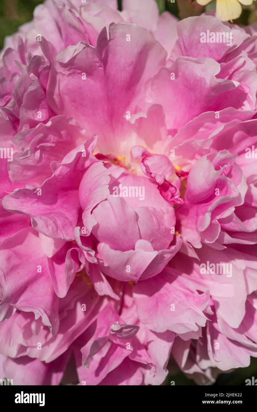 Close up of a vibrant pink Peony with ruffled petals. Peony ‘Sarah Bernhardt’. Stock Photo
