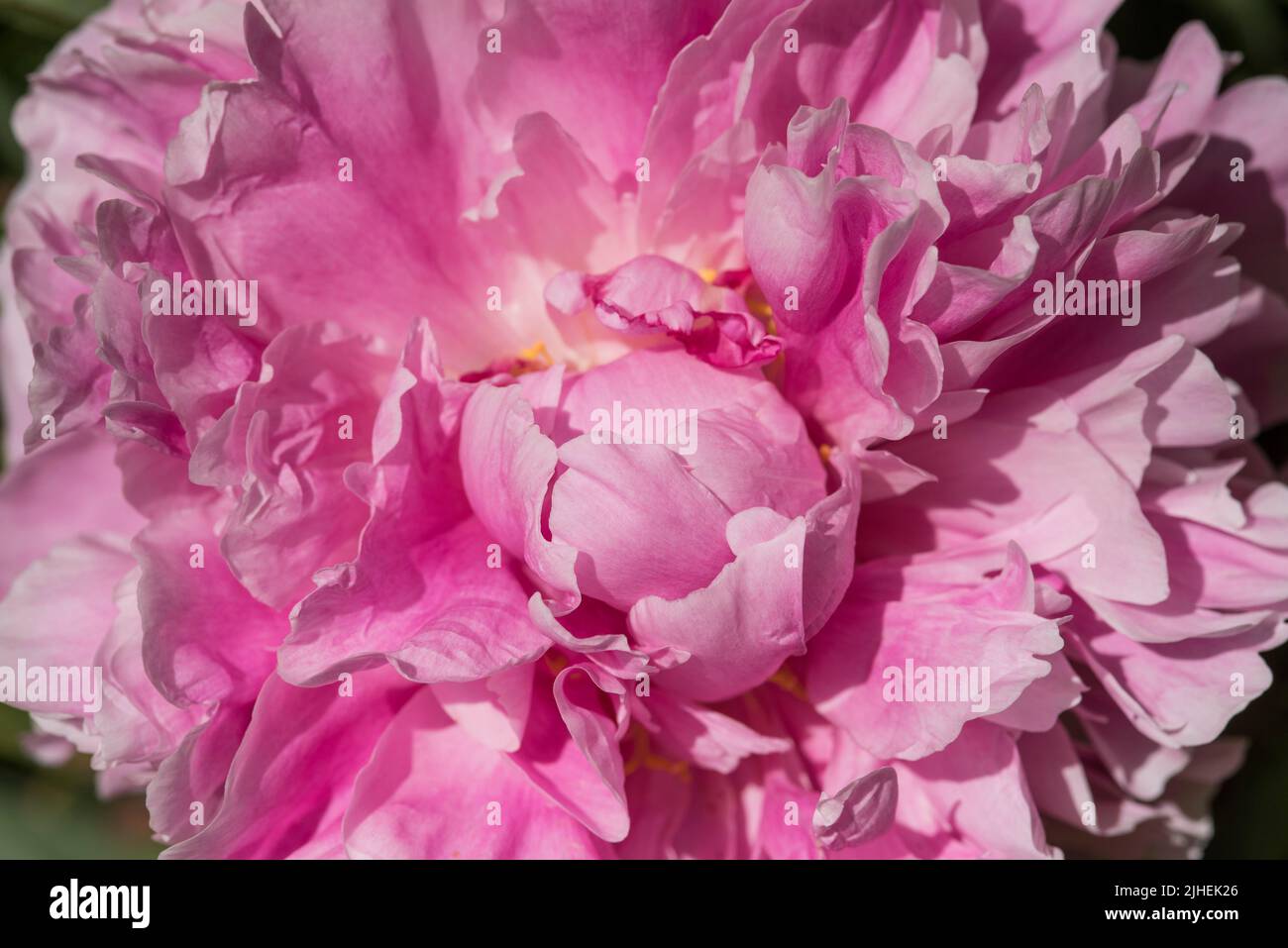 Close up of a vibrant pink Peony with ruffled petals. Peony ‘Sarah Bernhardt’. Stock Photo