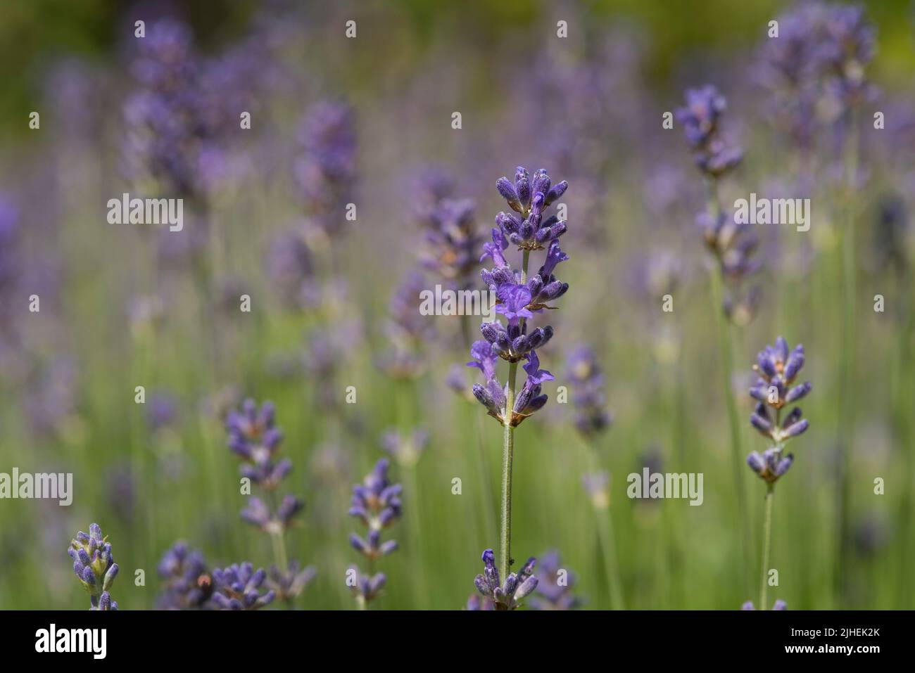 Close up of English Lavender growing in a garden. Stock Photo