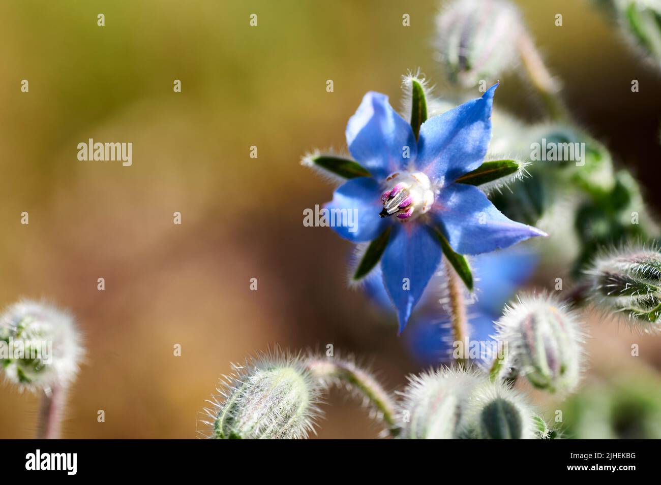 Borage Borago officinalis , also known as a starflower, is an annual herb in the flowering plant family Boraginaceae. Borretsch. One blossom and Stock Photo