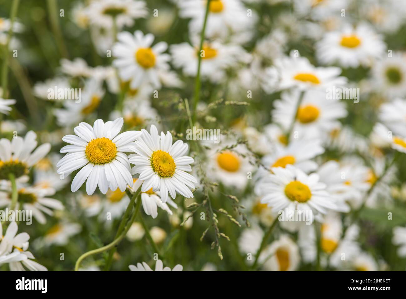 Olearia X Scilloniensis or Daisy Bush growing in a wildflower meadow beside the urban beehives in the background. Stock Photo