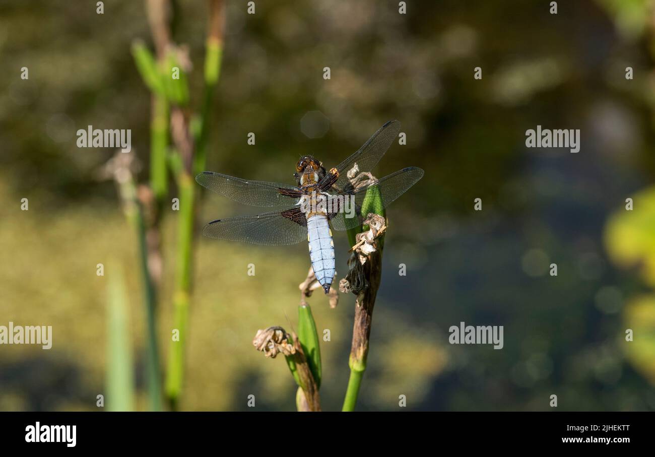 Close up of a Broad-bodied Chaser - Libellula depressa resting on an Iris stem. Stock Photo