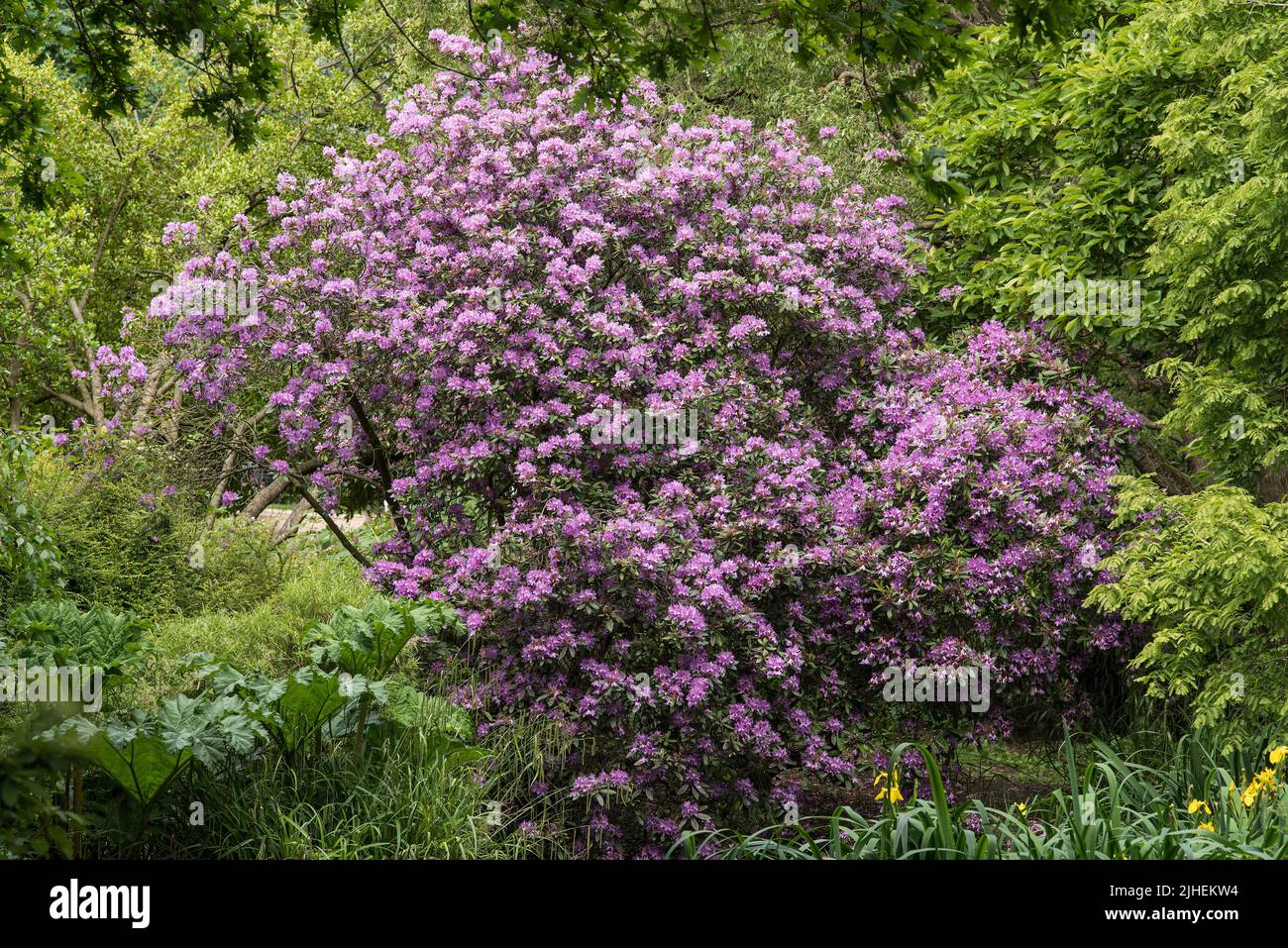 A large pale purple Rhododendron shrub / bush. Bright Summer colour. Stock Photo