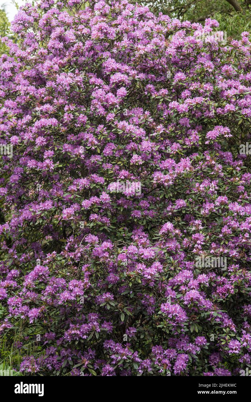 A large pale purple Rhododendron shrub / bush. Bright Summer colour. Stock Photo