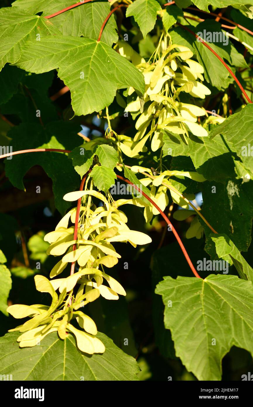 Ash Tree (fraxinus) with Ash Keys in Close up Oxfordshire England uk ...