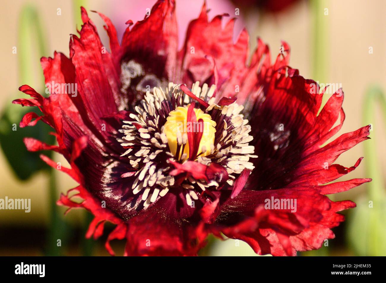 Poppy Back Photo Poppy in Close up in back garden Oxfordshire England uk Stock Photo - Alamy