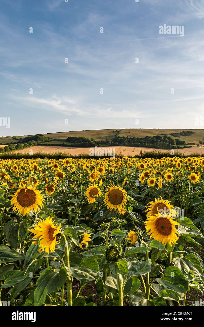 A field of sunflowers in Sussex on a sunny summer's day Stock Photo - Alamy
