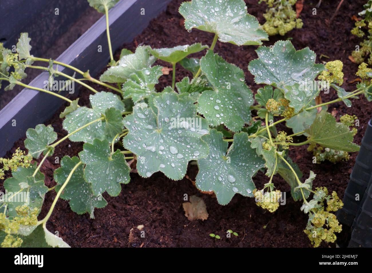 The herbaceous perennial plant of the Lady's mantle which common name in Latin is Alchemilla Vulgaris. Rainwater drops are on plant green leaves after Stock Photo
