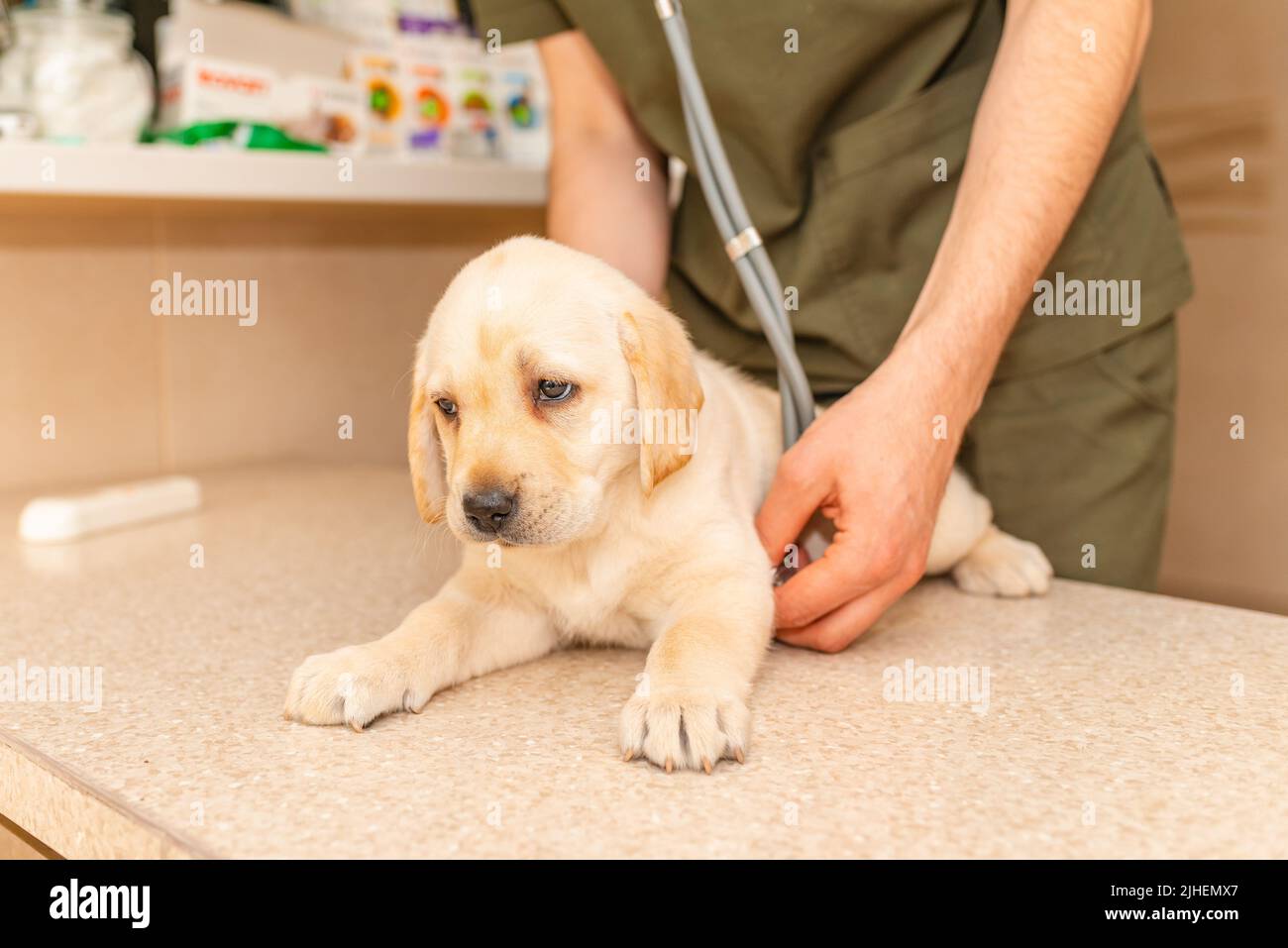 Vet listening to the heart with a stethoscope labrador puppy dog during